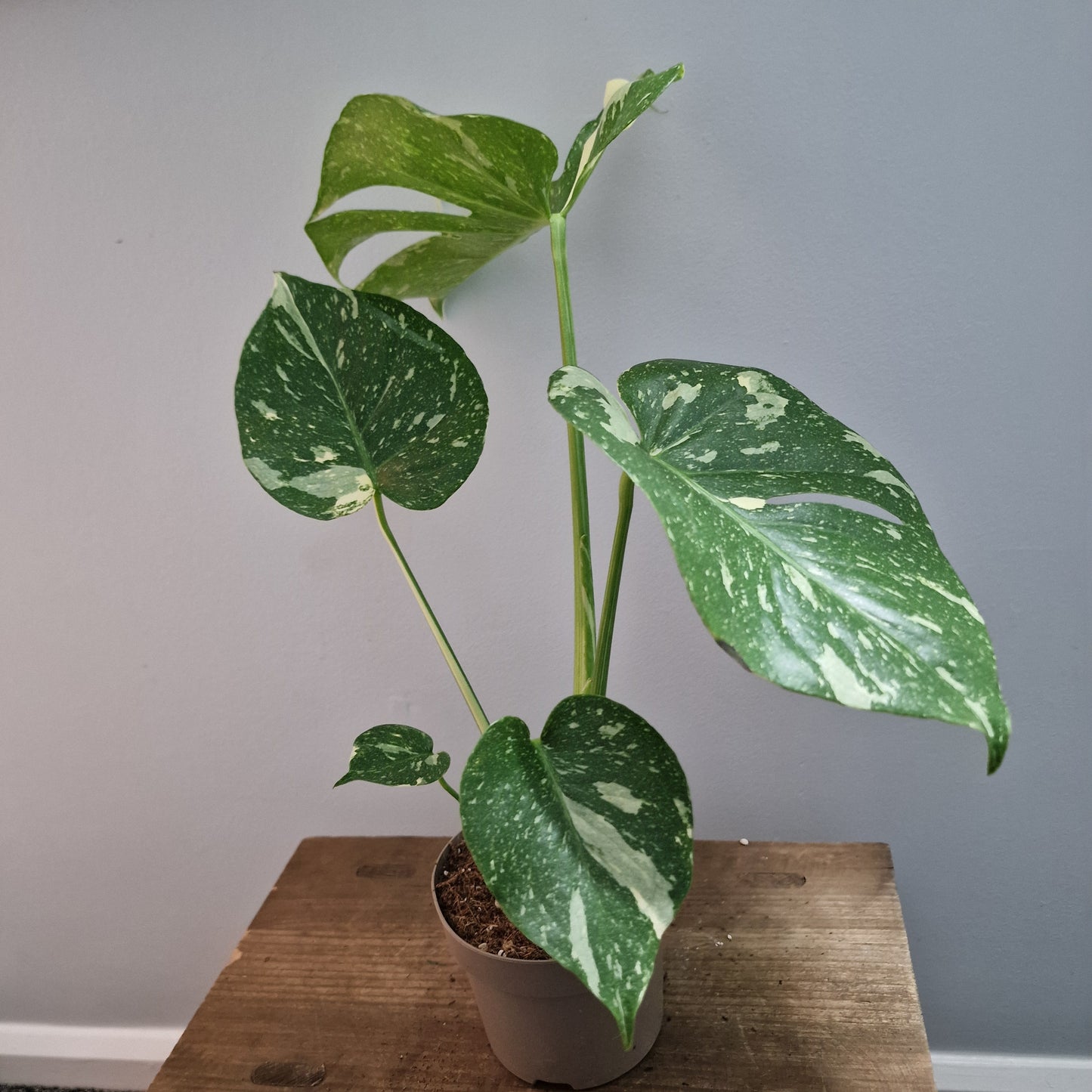Monstera Thai Constellation Houseplant 12cm pot (5)