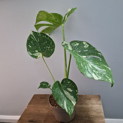 Monstera Thai Constellation Houseplant 12cm pot (5)