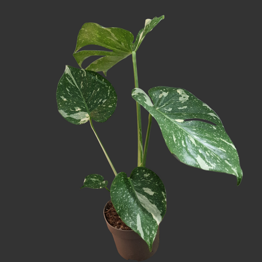 Monstera Thai Constellation Houseplant 12cm pot (5)