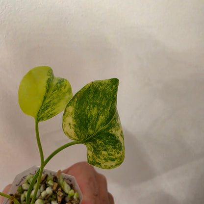 Monstera Yellow Marilyn Variegated – Exact Plant #2