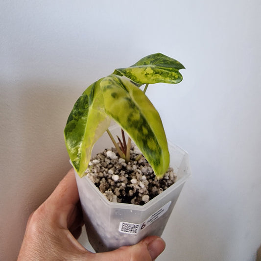 Alocasia Suhirmaniana Aurea Variegation – Exact Plant (6)