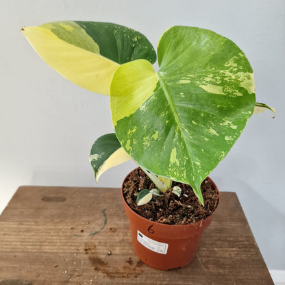 Monstera Deliciosa Aurea – 12cm Pot (#6)