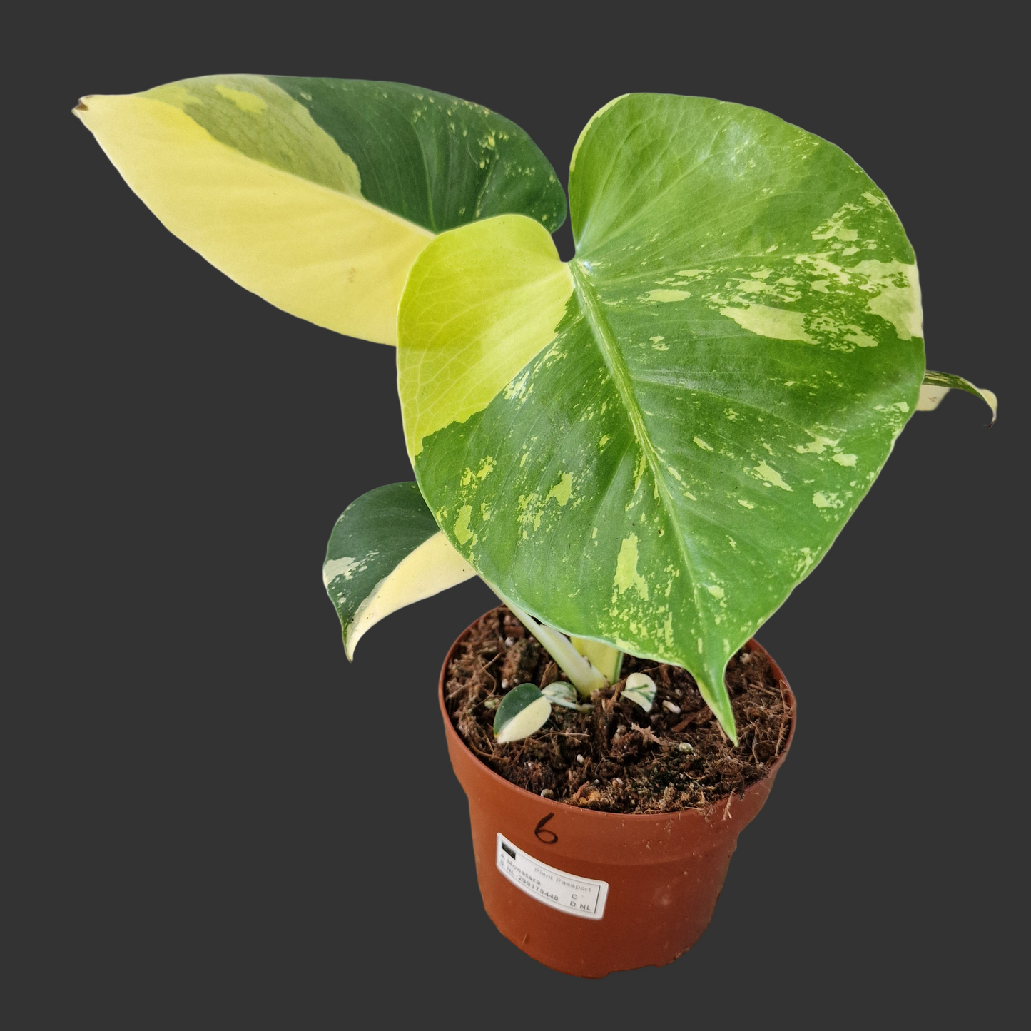 Monstera Deliciosa Aurea – 12cm Pot (#6)