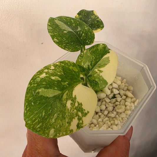 Monstera Crème Brûlée – Exact Plant No. 3 - See Description