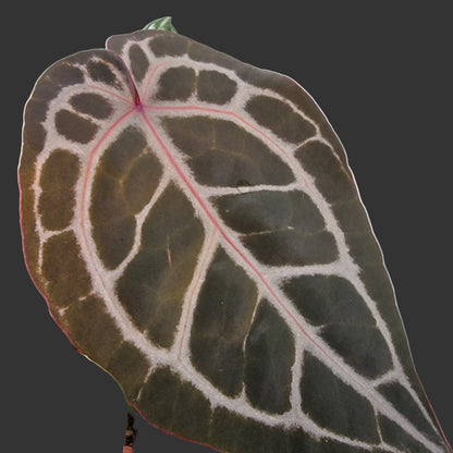 Anthurium Michelle DocBlock Rare Houseplant 9cm pot (1)