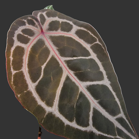 Anthurium Michelle DocBlock Rare Houseplant 9cm pot (1)