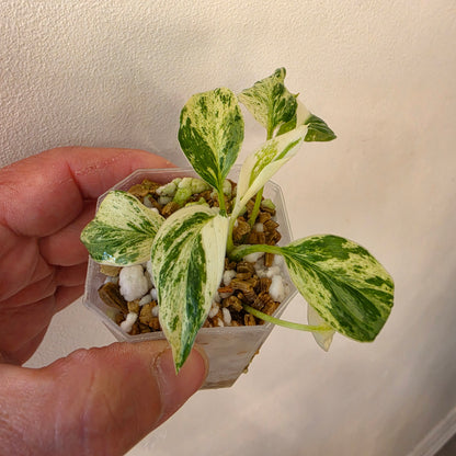 Homalomena Snow White Variegated – Chosen at Random