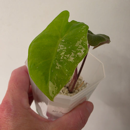Alocasia Pseudo Sanderiana Pink Variegata – Established | Exact Plant #3