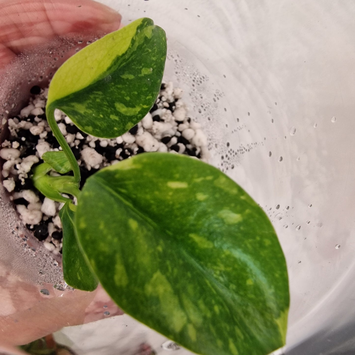 Monstera Electrolight Variegated – Young Plant – Exact Plant #3