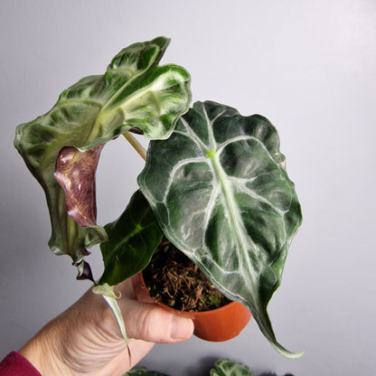 Alocasia Venom – 8cm Pot