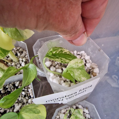 Tissue Culture Plant - Pre-order - please see description