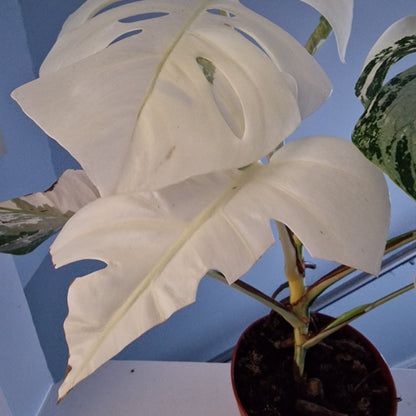 Monstera Deliciosa Albo Super White Rare Houseplant 15cm pot