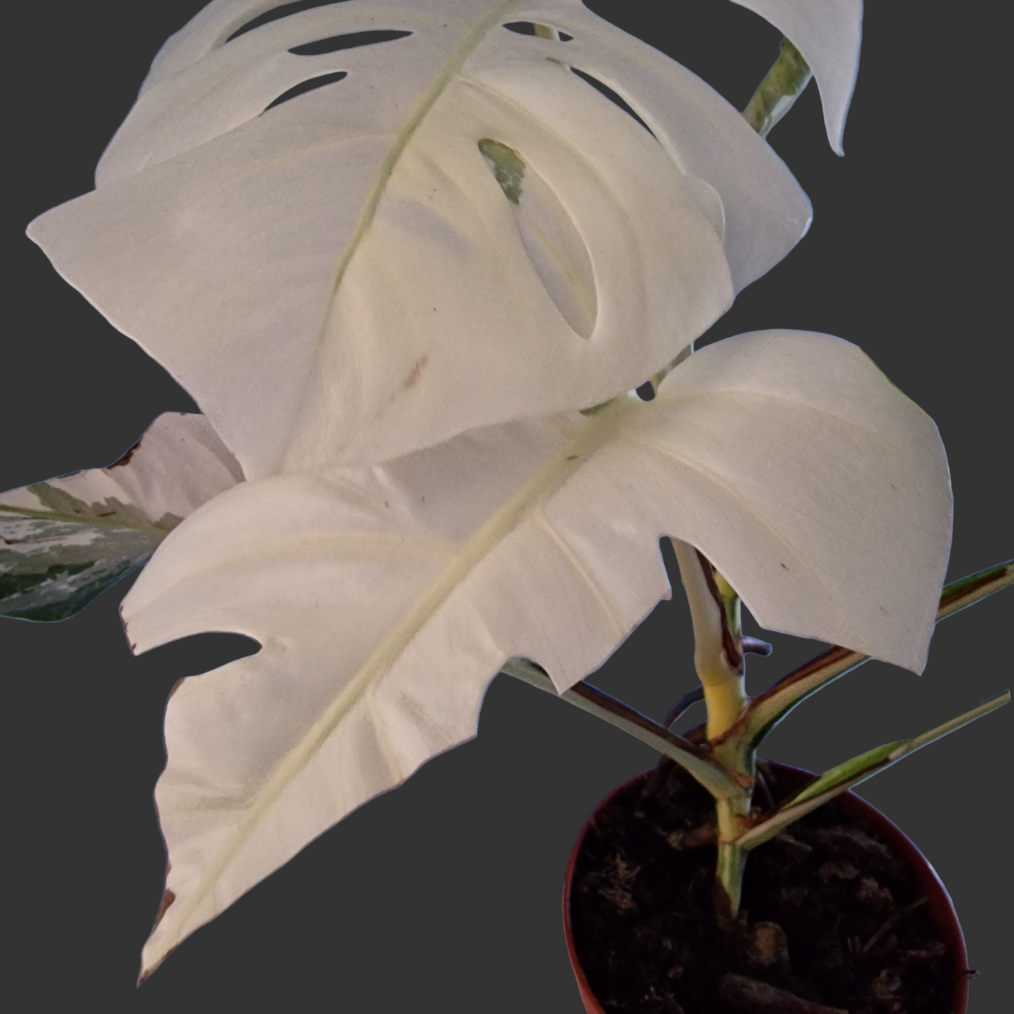 Monstera Deliciosa Albo Super White Rare Houseplant 15cm pot