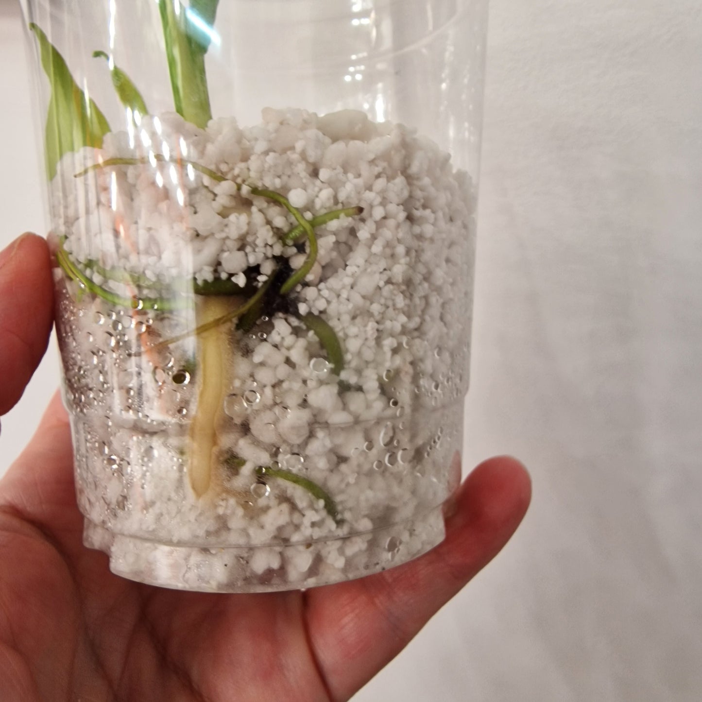 Monstera Bulbasaur – Young TC Plant (Exact Plant #1-14)