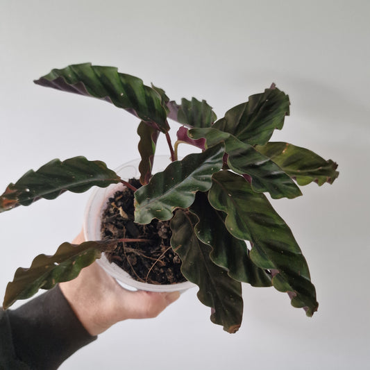 Ecuagenera Rehab Calathea gandersi
