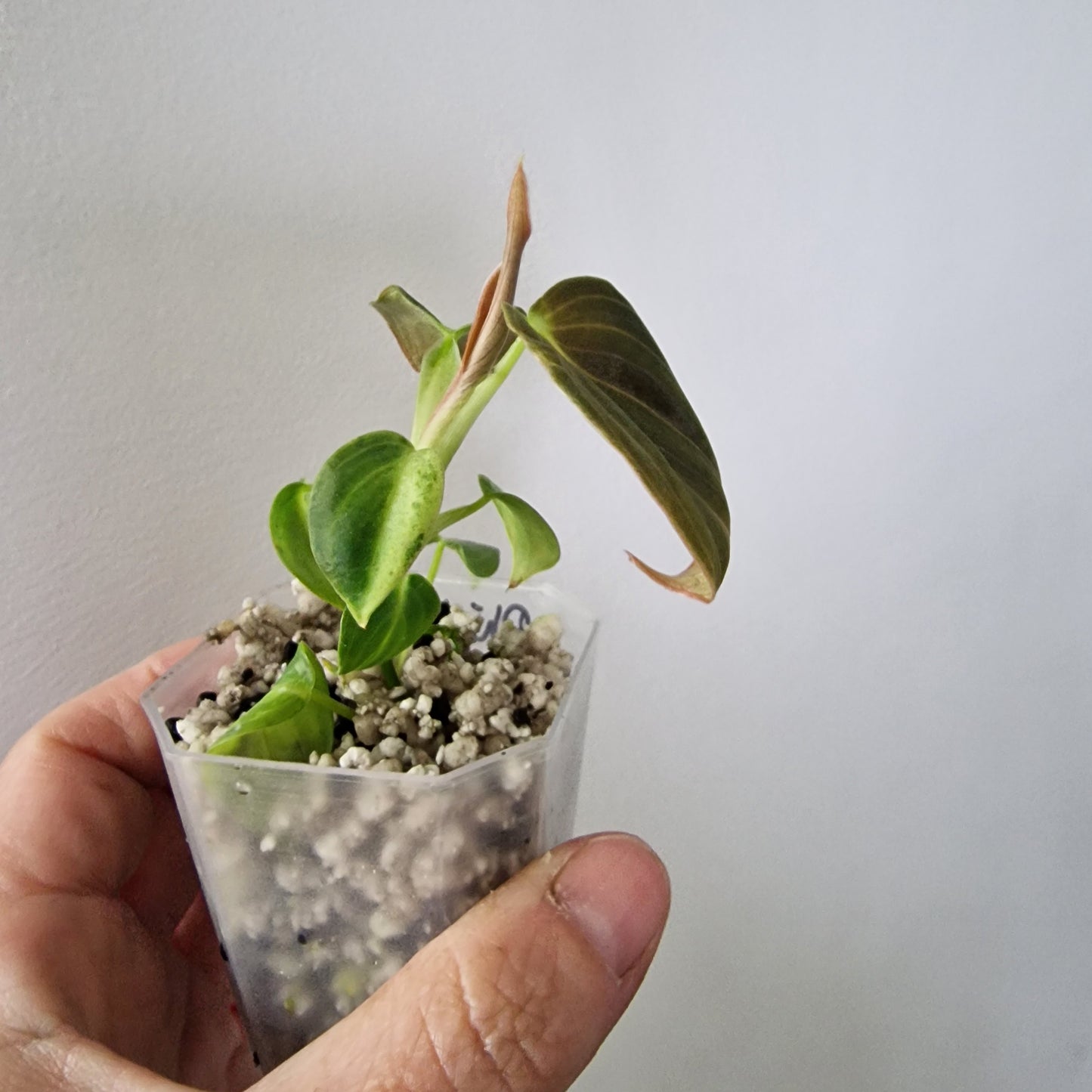 Philodendron Melanochrysum Variegated  – Young Exact Plant (#2)