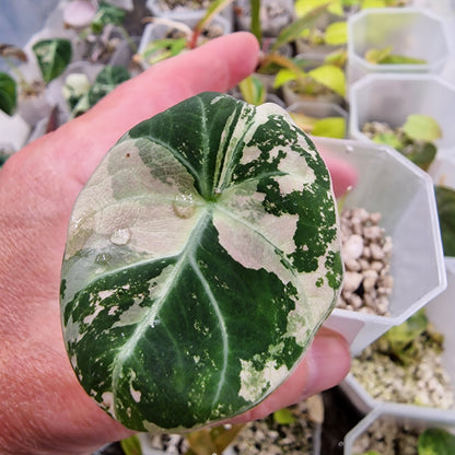 Alocasia Black Velvet Pink Variegata
