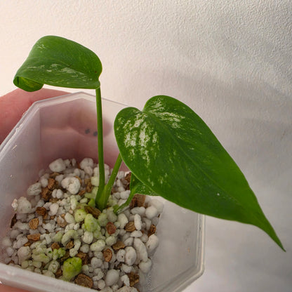 Monstera Devil – Acclimatised TC - Exact Plant (9) See Description