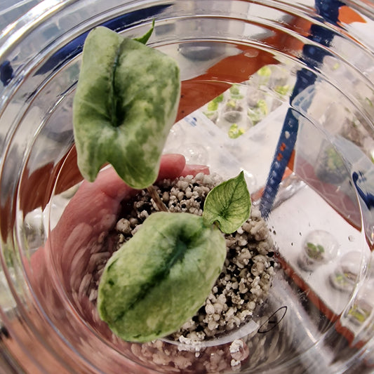 Alocasia Zebrina Mint Variegated – Exact Plant (1)