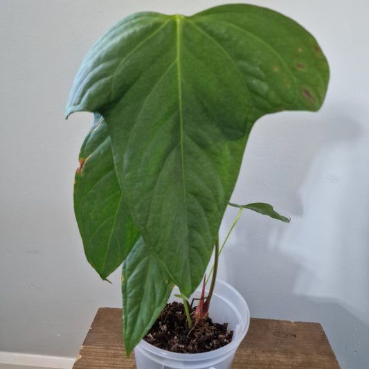 Ecuagenera Rehab Anthurium The Morron's Soul (A3)