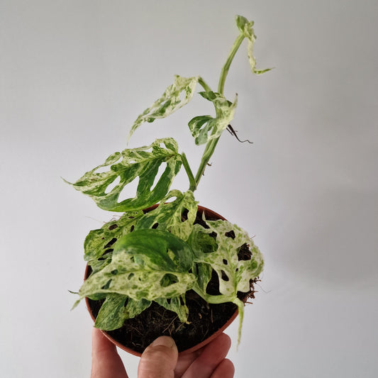Monstera Frozen Freckles Rare Houseplant 12cm pot (1)