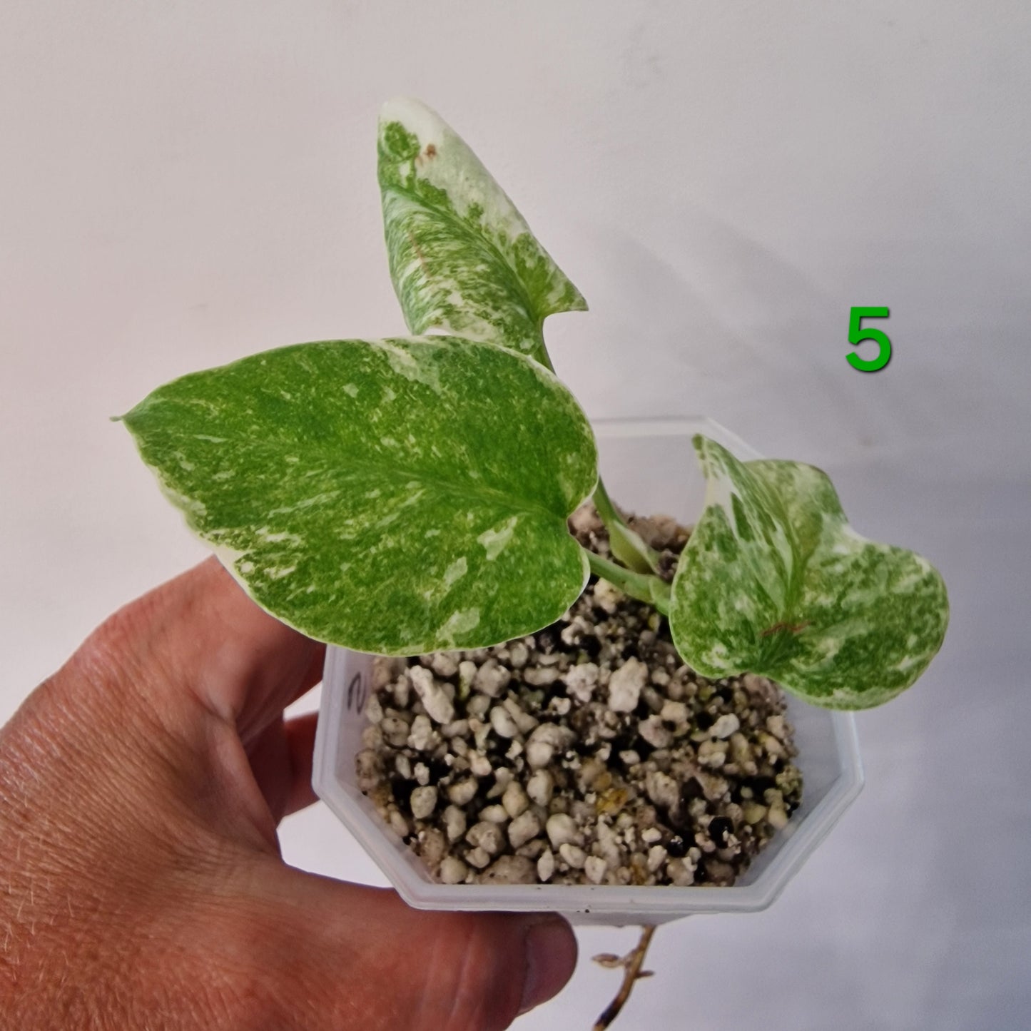 Monstera Legacy – Choose Your Plant