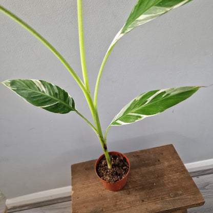 Musa ‘Florida’ – 10.5cm Pot (#5)