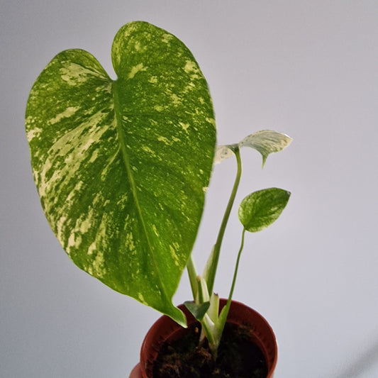 Monstera Thai Constellation Rare Houseplant 10.5cm pot (b)