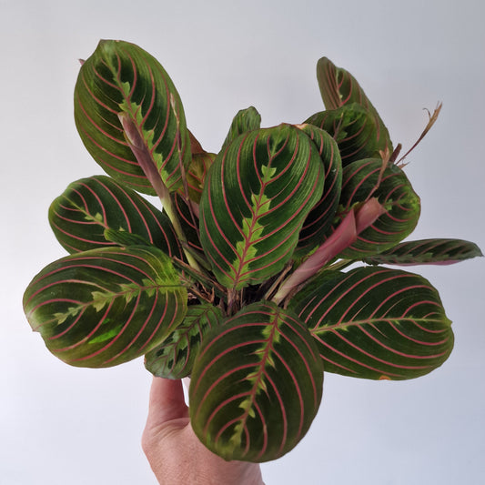 Maranta Leuconeura Tricolor Rare Houseplant 12cm pot