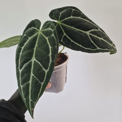 Ecuagenera Rehab Anthurium crystallinum