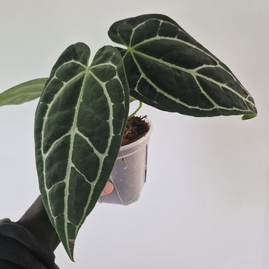 Ecuagenera Rehab Anthurium crystallinum