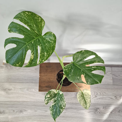 Monstera Deliciosa Mint Variegata – 12cm Pot (#3)