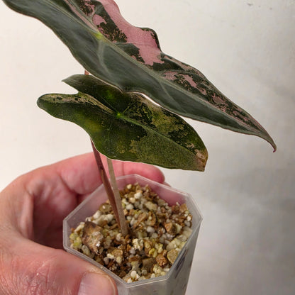 Alocasia Pink Nobilis Variegated – Fully Acclimatised | Exact Plant #5