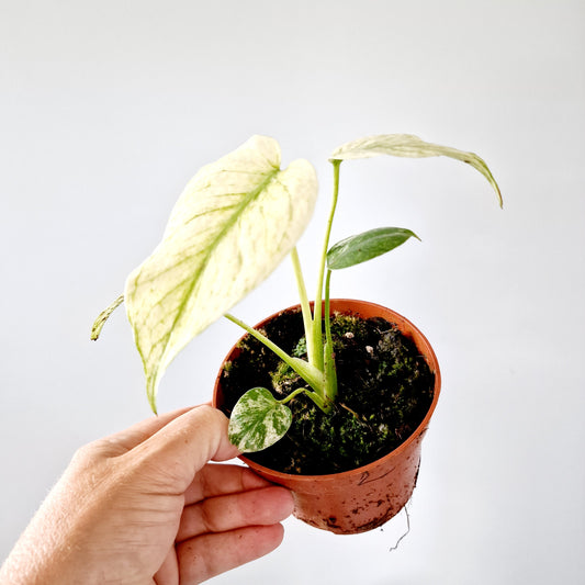 Monstera Deliciosa Mint Variegata Rare Houseplant 10.5cm pot (2)
