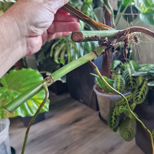 Monstera Albo Highly Variegated Middle Cutting