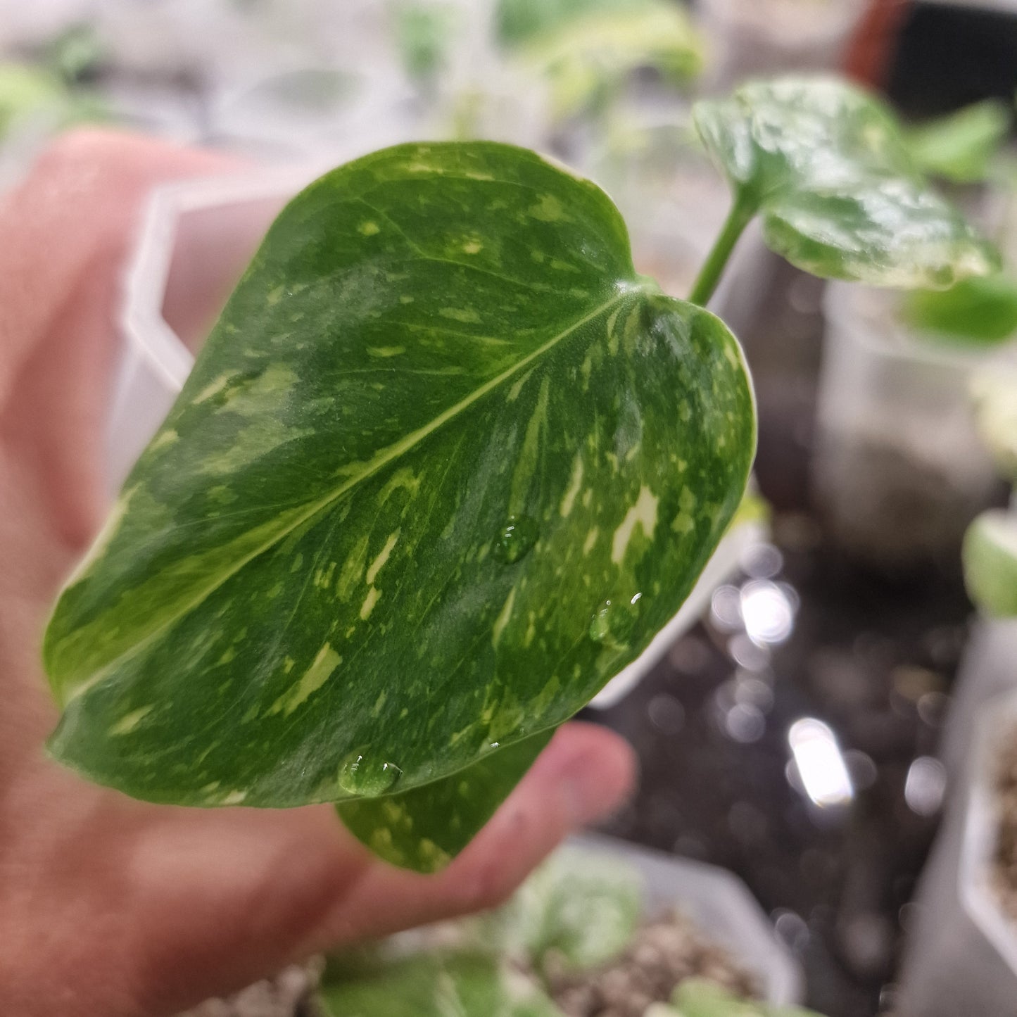 Monstera Electrolight Variegated – Exact Plant (#4)