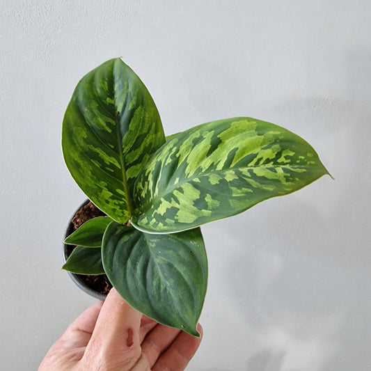Homalomena Camouflage Rare Houseplant 9cm pot