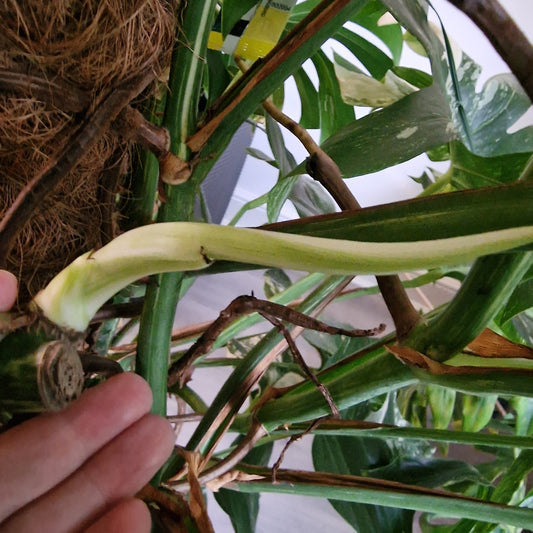 Monstera Albo Middle Cutting with new leaf Highly Variegated (5)