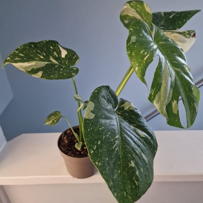 Monstera Thai Constellation Houseplant 12cm pot (4)