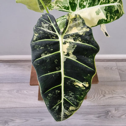 Alocasia Variegated Frydek (#3) – 17cm Pot (50cm Tall)
