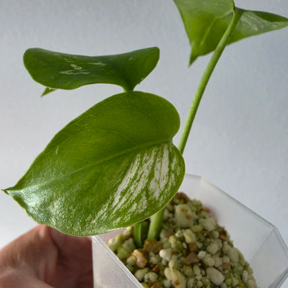 Monstera Devil Tissue Culture see description
