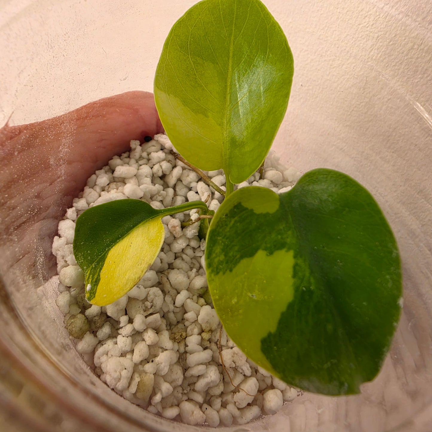 Monstera Yellow Marilyn Variegated – Exact Plant (7) See Description
