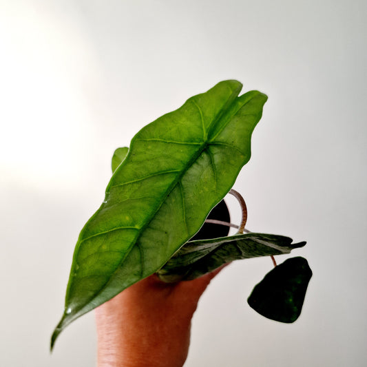 Alocasia Metalic Blue Houseplant 7cm pot