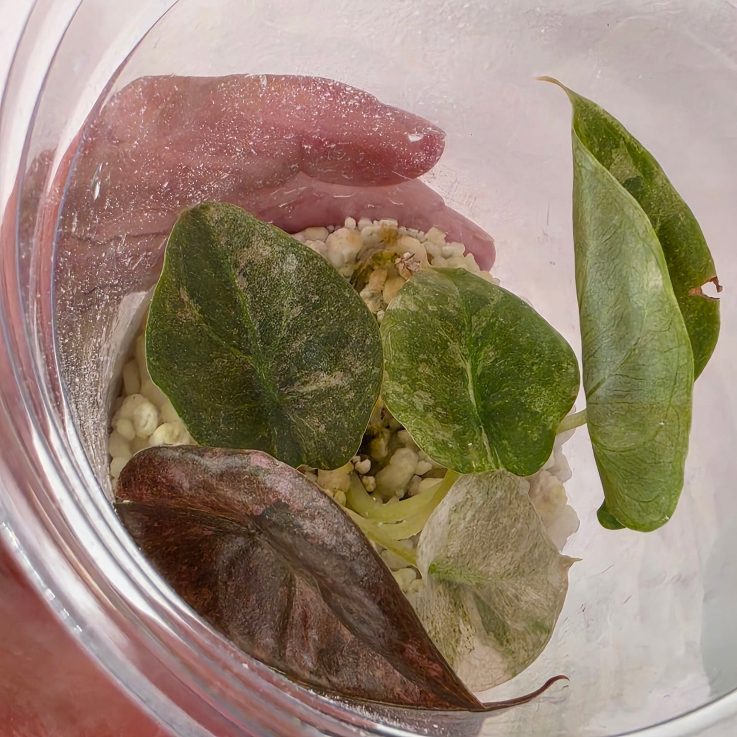 Alocasia Cuprea Pink Spot Tissue Culture 🌸 see description