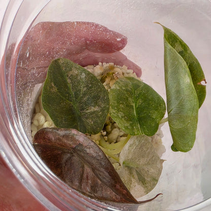Alocasia Cuprea Pink Spot Tissue Culture 🌸 see description