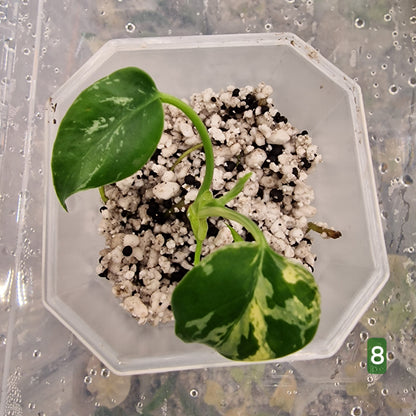 Monstera Bulbasaur – Choose Your Exact Plant (Acclimatising TC Batch) see description