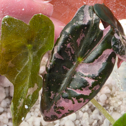 Alocasia Pink Nobillis – Exact Plant (2) - See Description