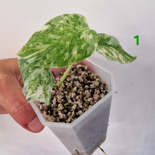 Monstera Legacy – Choose Your Plant