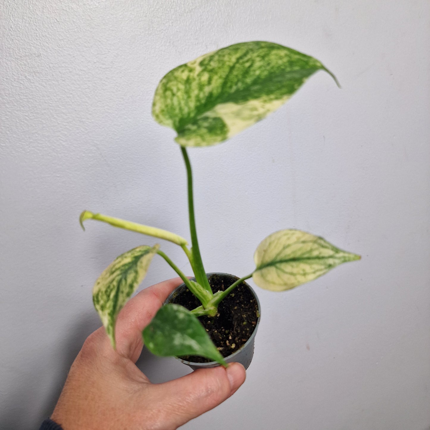 Monstera Mint – 6cm Pot (#3)
