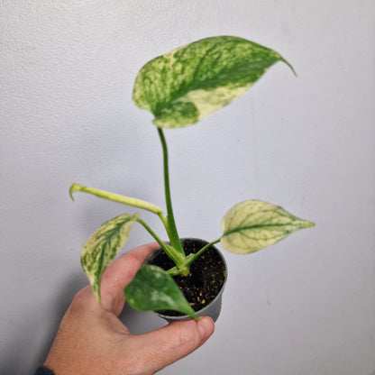 Monstera Mint – 6cm Pot (#3)